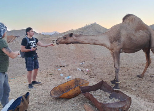 Poranne i popołudniowe quady z Marsa Alam